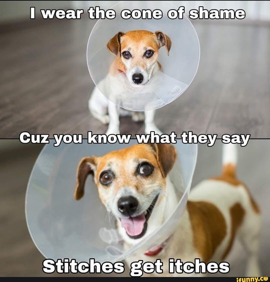 cone of shame meme