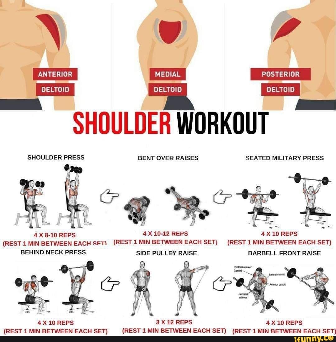 ANTERIOR MEDIAL POSTERIOR OELTOID DELTOID OELTOID SHOULDER WORKOUT ...