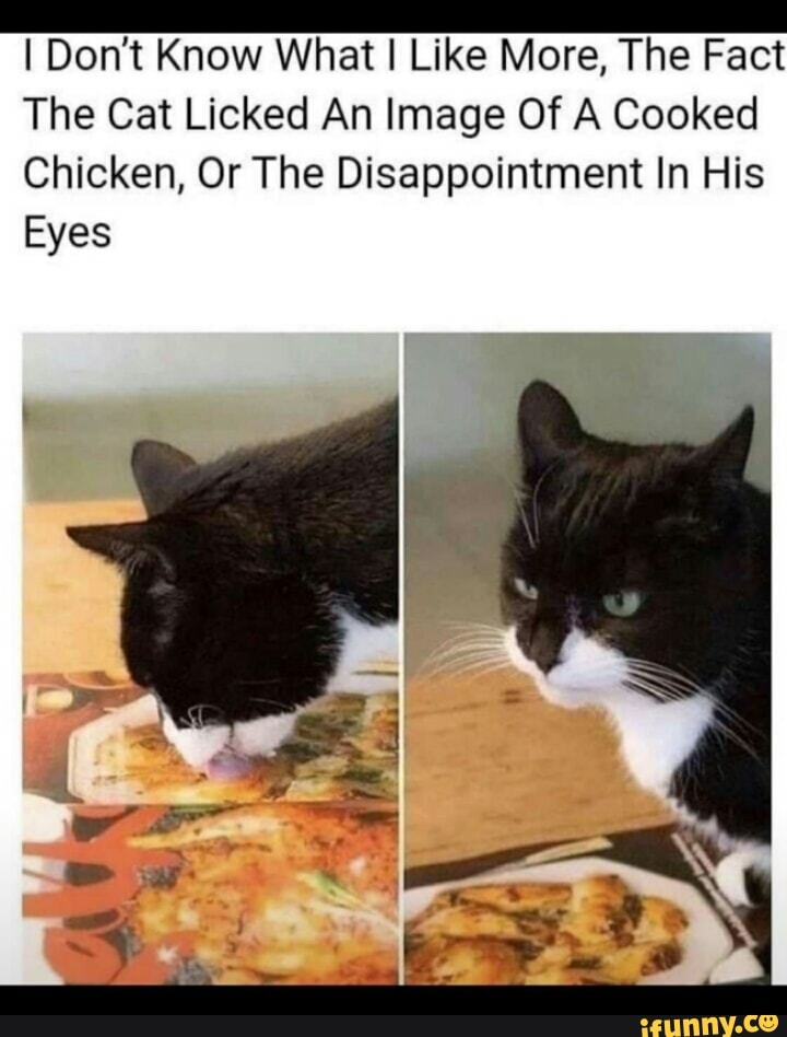 OC A NÉó ñ- I Dont Know What I Like More, The Fact
The Cat Licked An Image Of A Cooked
Chicken, Or The Disappointment In His
Eyes