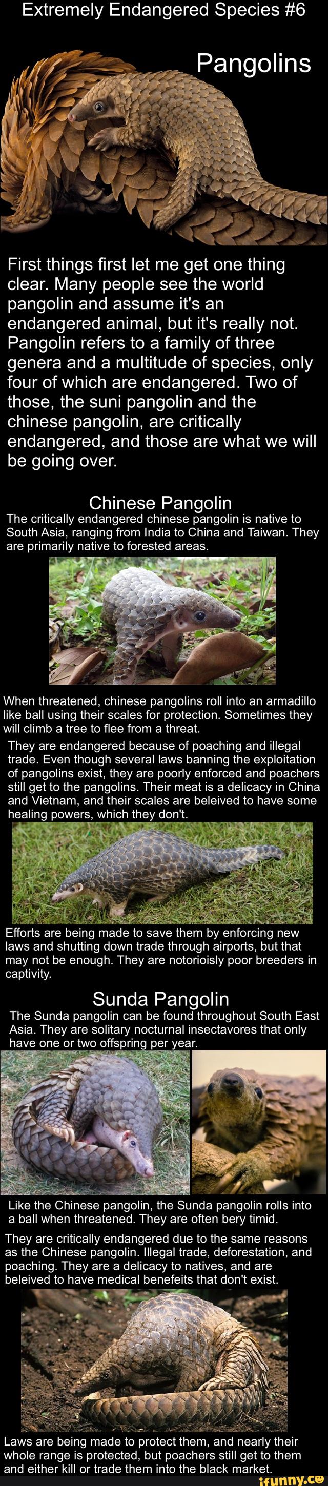 animal, mammal, endangered, pangolin, rare