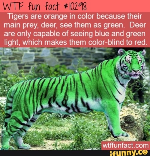 WTF fun fact 10278 Tigers are orange in color because their main prey