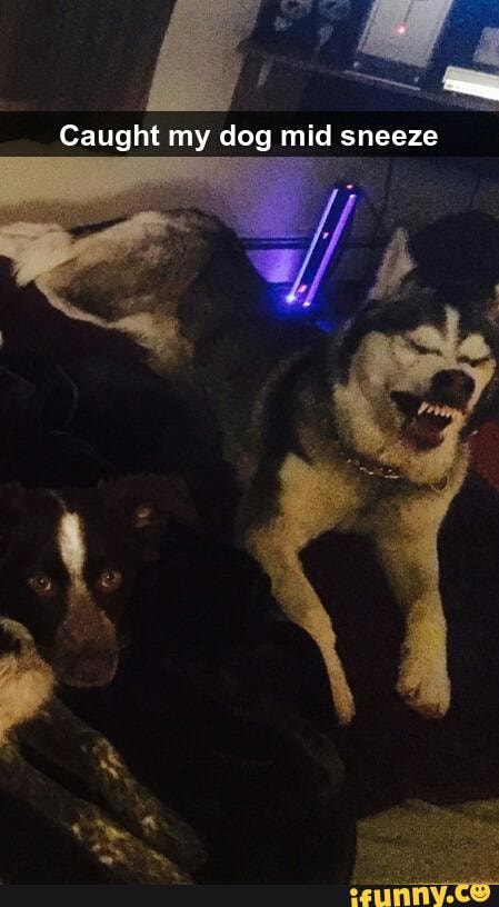 Caught my dog mid sneeze