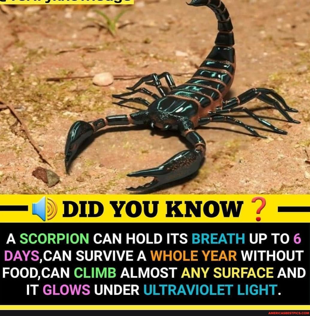 DID YOU KNOW ? - A SCORPION CAN HOLD ITS BREATH UP TO 6 DAYS,CAN SURVIVE A  WHOLE YEAR WITHOUT FOOD,CAN CLIMB ALMOST ANY SURFACE AND IT GLOWS UNDER  ULTRAVIOLET LIGHT. -