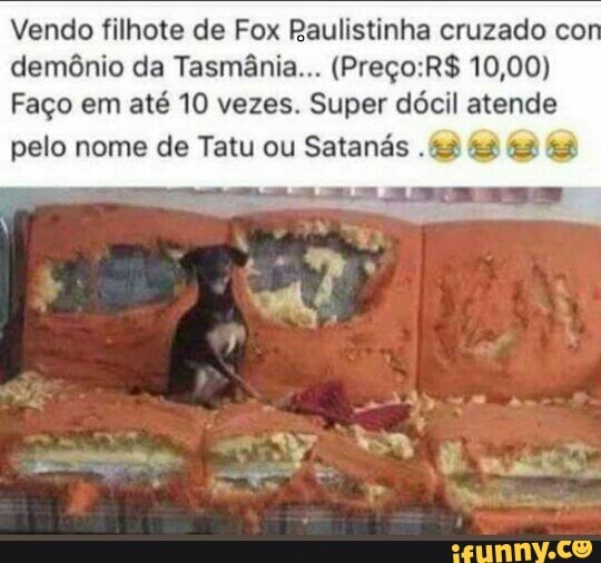 Vendo filhote de Fox Raulistinha cruzado co
demônio da Tasmânia... (Preço:R$ 10,00)
Faço em
até 10 vezes. Super dócil atende
pelo nome de Tatu ou Satanás