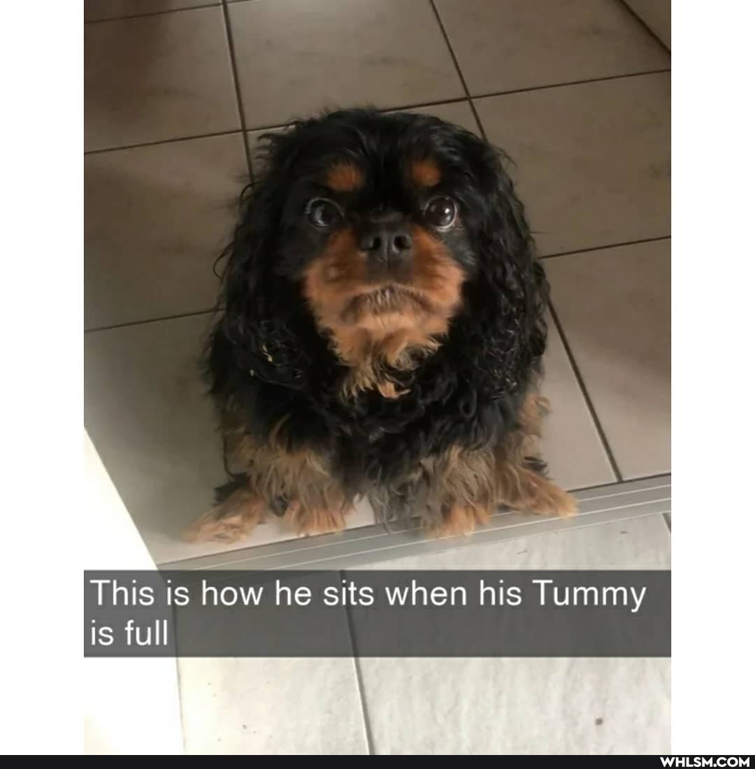 This is how he sits when his Tummy is full
