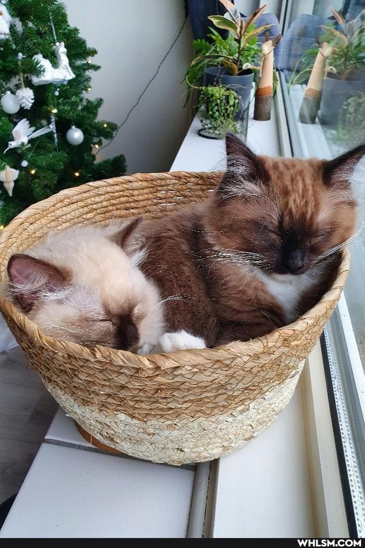 cat, kitten, cute_animal