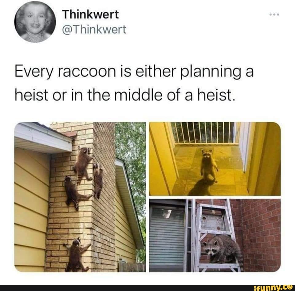 Every raccoon is either planning a heist or in the middle of a heist ...