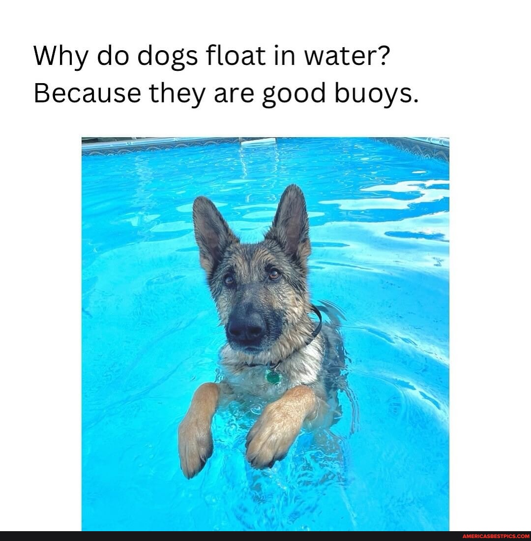 The best floating boy 🐠 Why do dogs float in water? Because they are