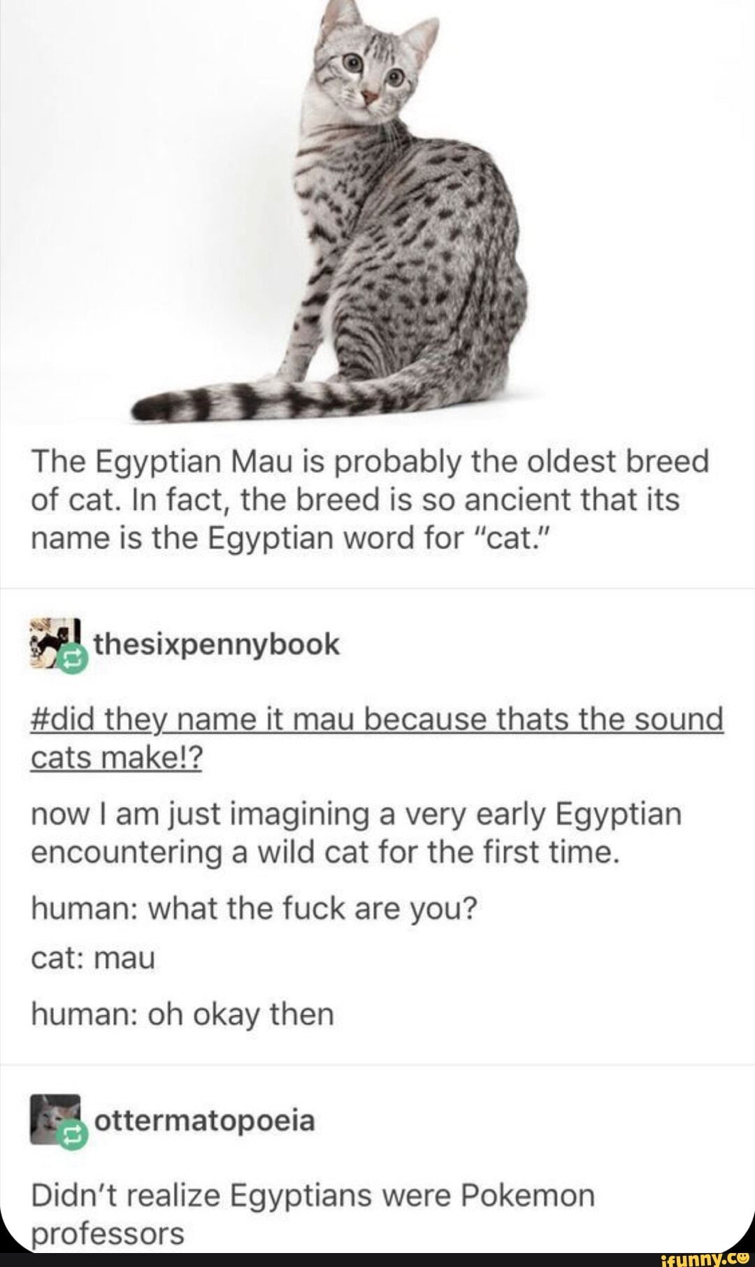 The Egyptian Mau is probably the oldest breed of cat. In fact, the