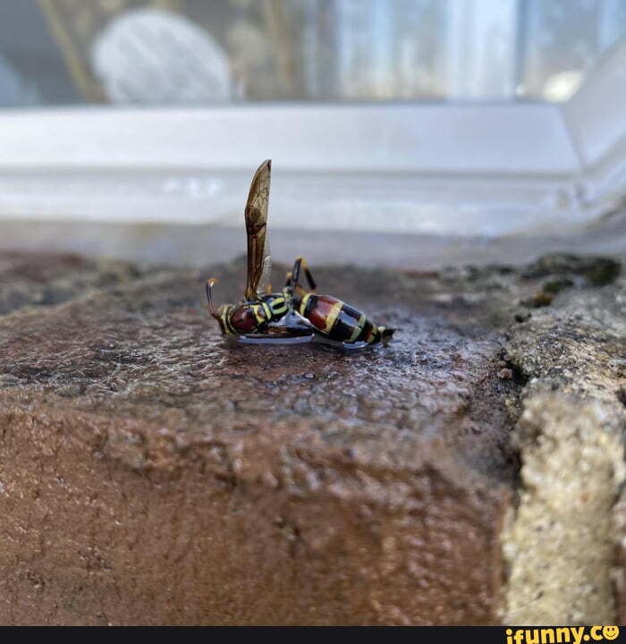 Yellowjacket memes. Best Collection of funny Yellowjacket pictures on