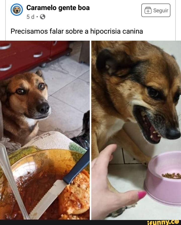 Caramelo gente boa
Precisamos falar sobre a hipocrisia canina