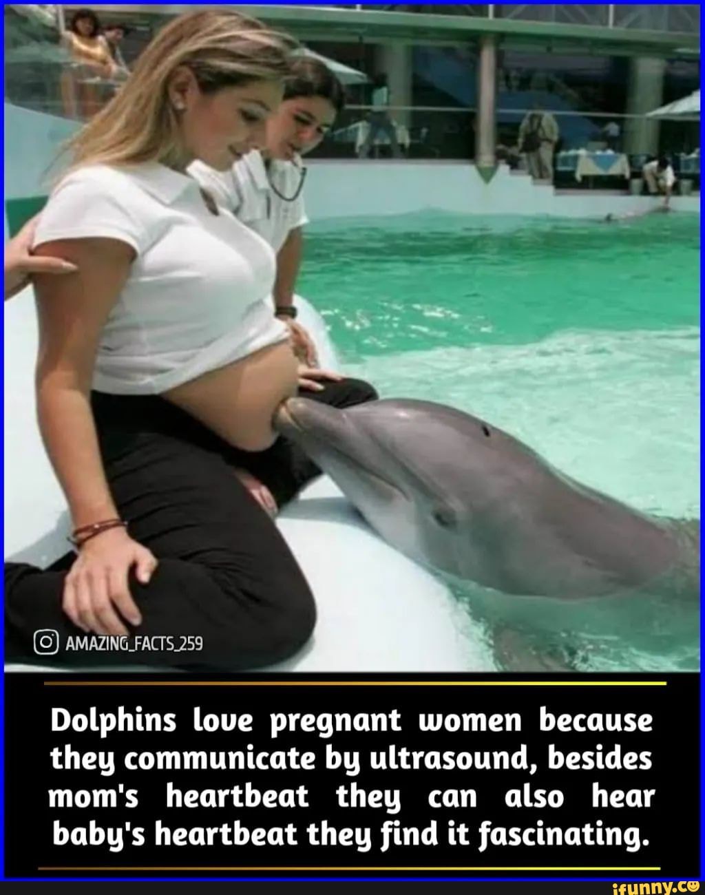 Дельфины демотиваторы