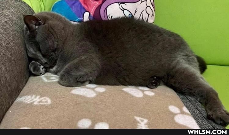 caturday, pets, kittens