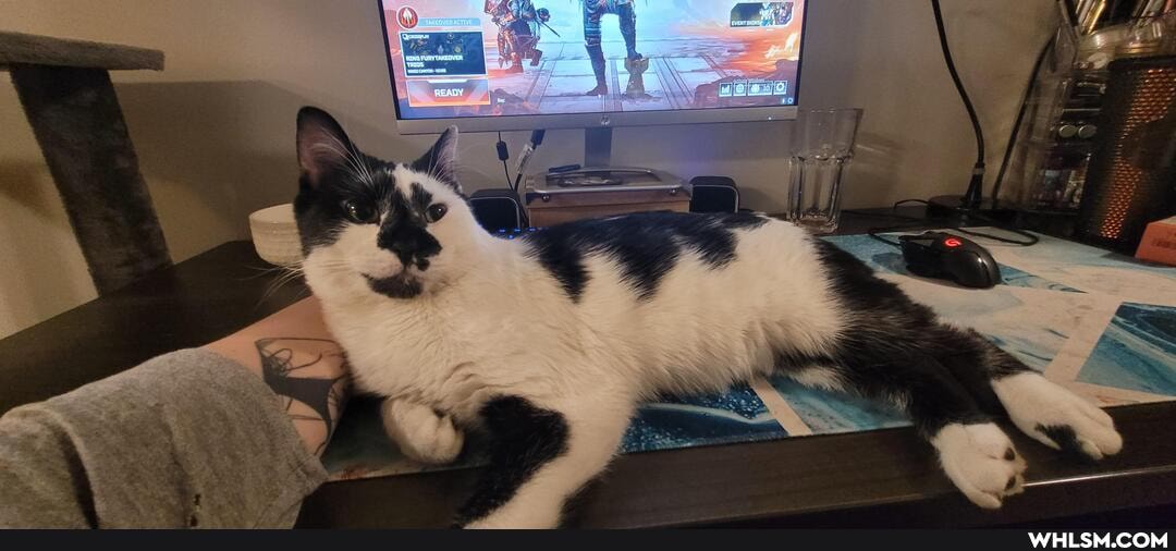 cat, hypervote, funny_cat