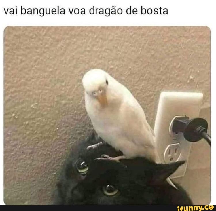 vai banguela voa dragão de bosta