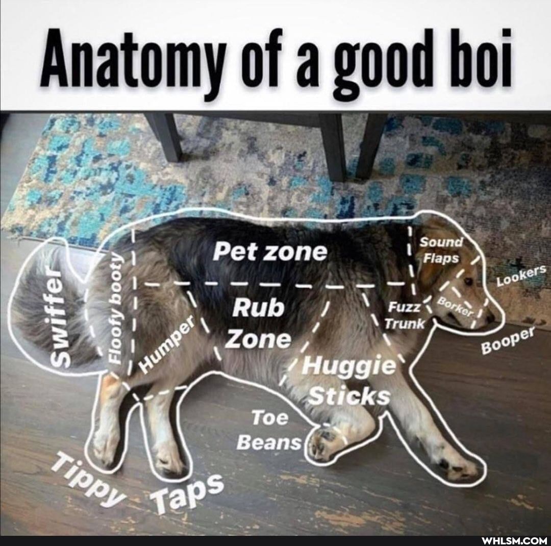 Anatomy of good hoi
Ye! Pet zone
! f\
Zone
Sticks
Toe \
~ / \
Beans
<aP?