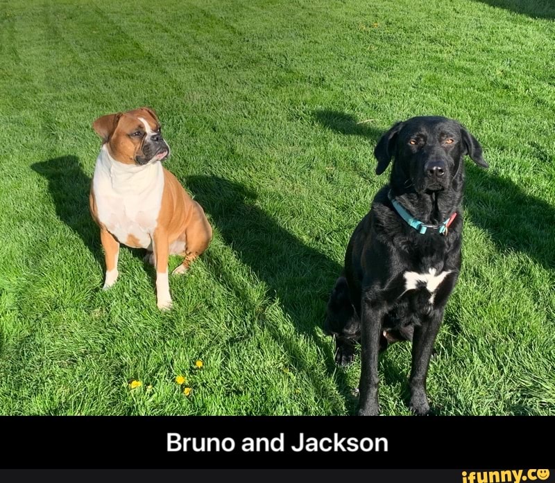 Bruno and Jackson - Bruno and Jackson