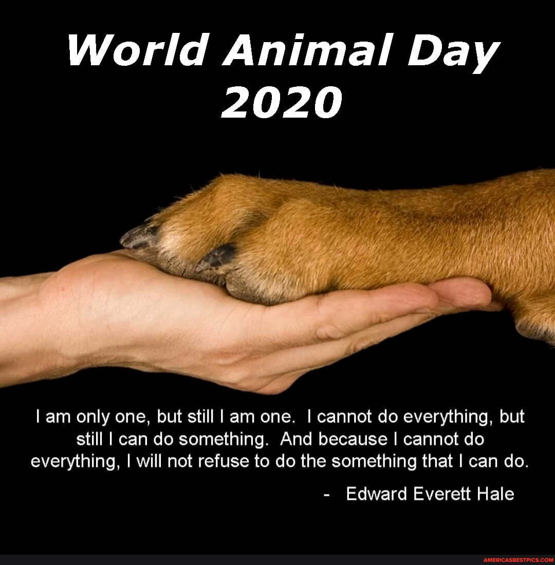World Animal Day
2020
am only one, but still am one. I cannot do everything, but still I can do something. And because I cannot do everything, I will not refuse to do the something that I can do.
- Edward Everett Hale