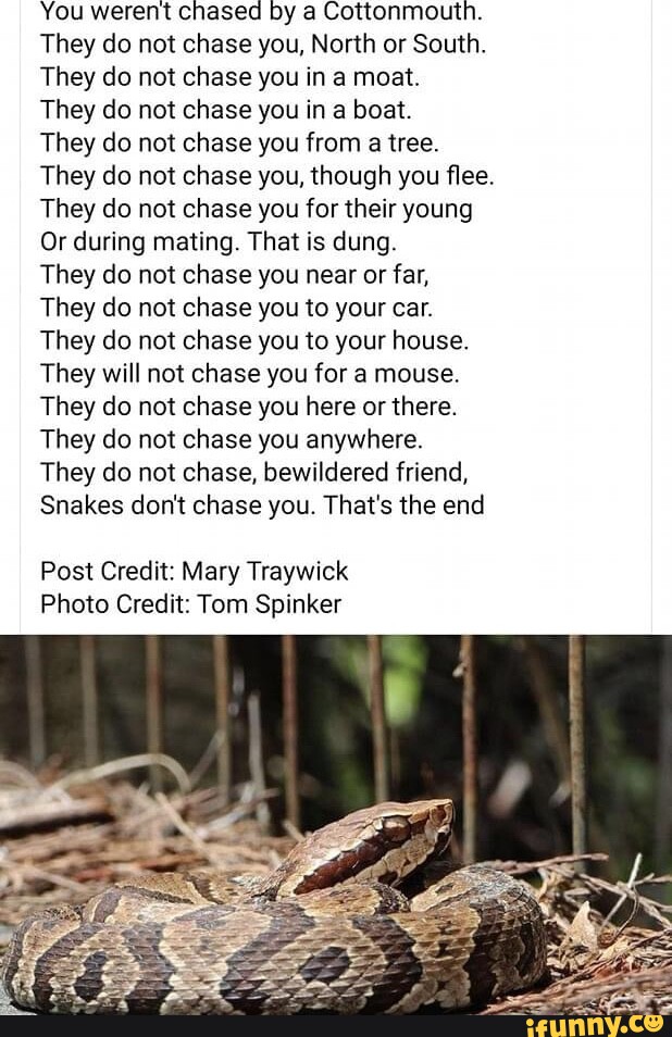 You werent chased by a Cottonmouth. They do not chase you, North or