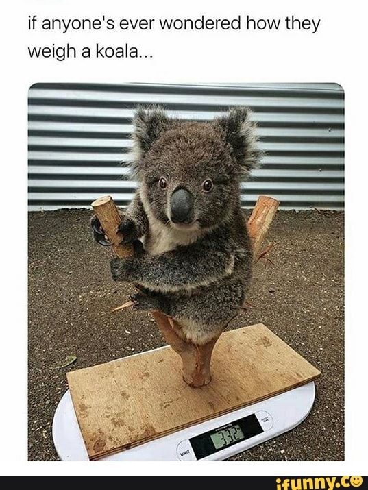 if anyone's ever wondered how they
weigh a koala...