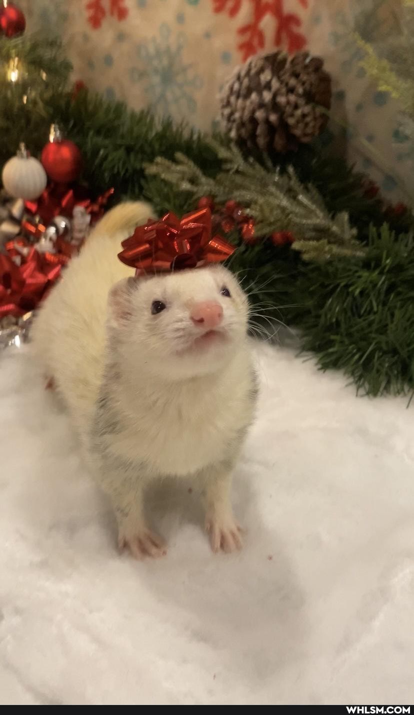 pets, ferret, christmas