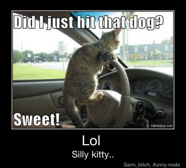 Sweet!
Silly kitty.. - Lol
Silly kitty..