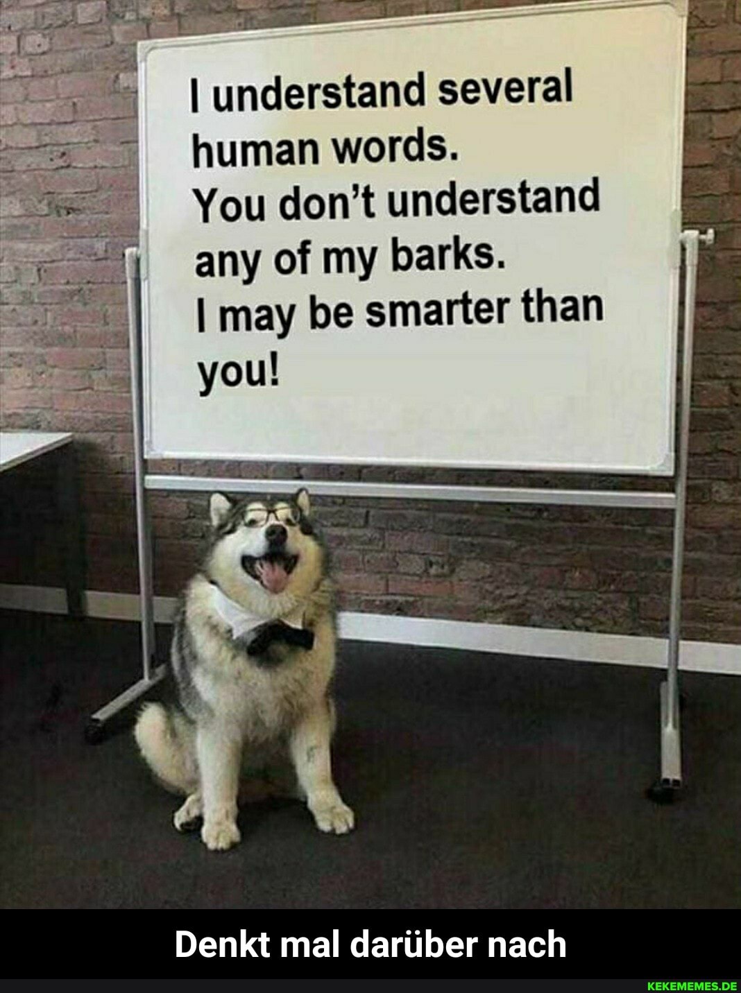 I understand several human words.
You don't understand any of my barks.
I may be smarter than you!
Denkt mal dariiber nach - Denkt mal darüber nach