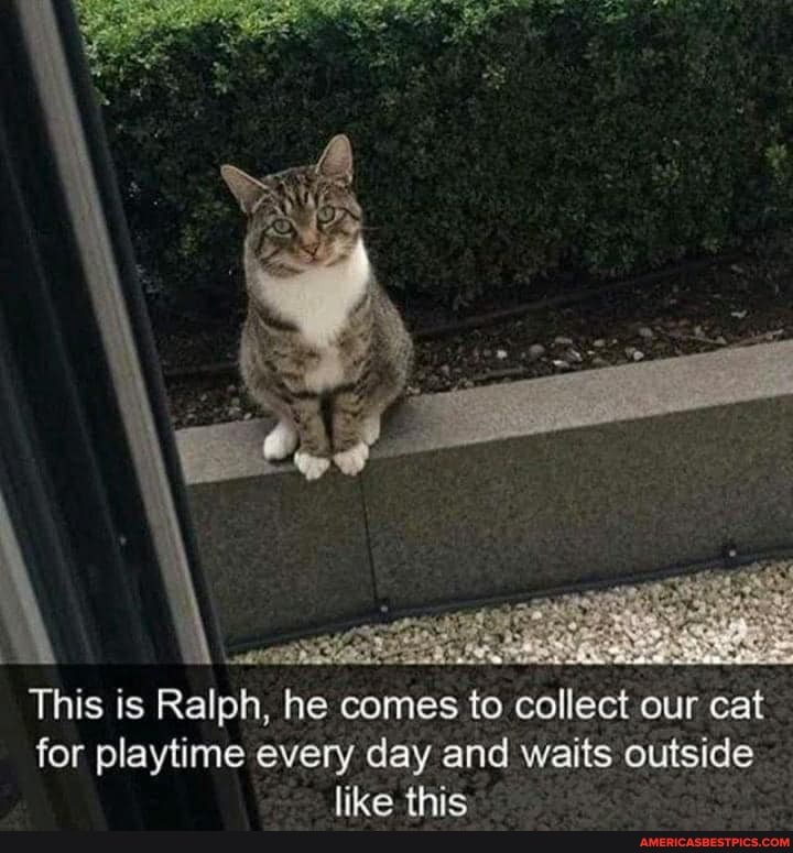 This is Ralph, he comes to collect our cat for playtime every day and waits outside lies
