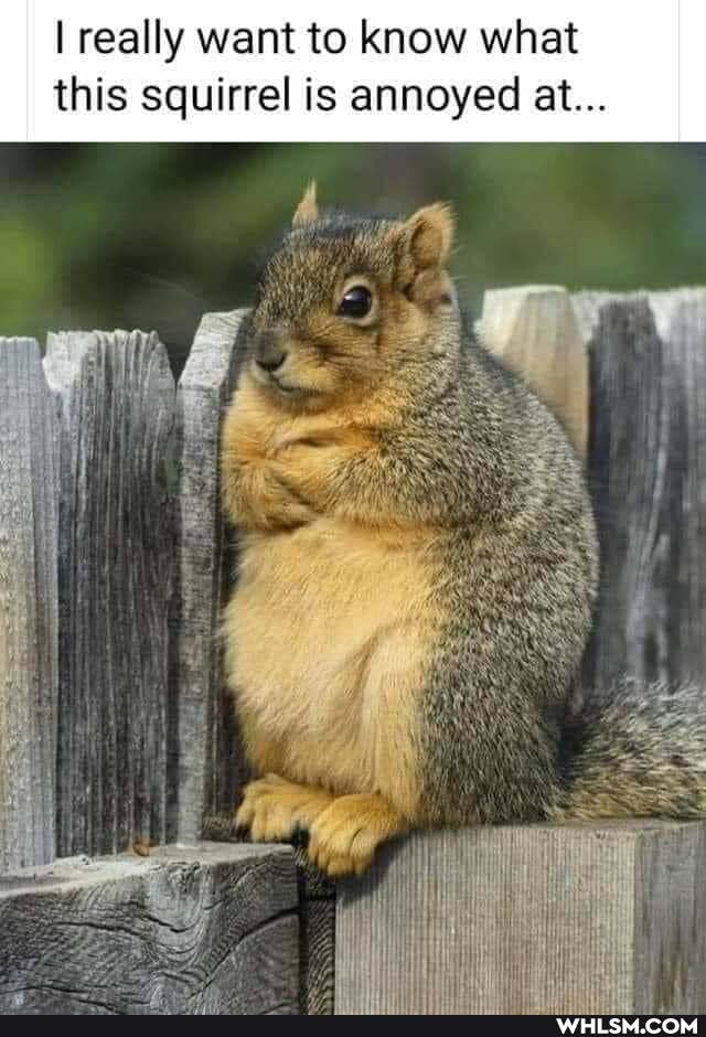 I really want to know what this squirrel is annoyed at...