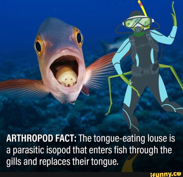 ARTHROPOD FACT: The tongue-eating louse is a parasitic isopod that ...