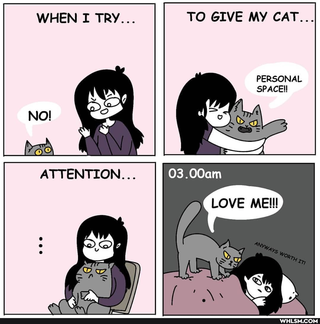 WIRIEN TRY... TO GIVE MY CAT...
PERSONAL
SPACEI!
EN),
LOVE
