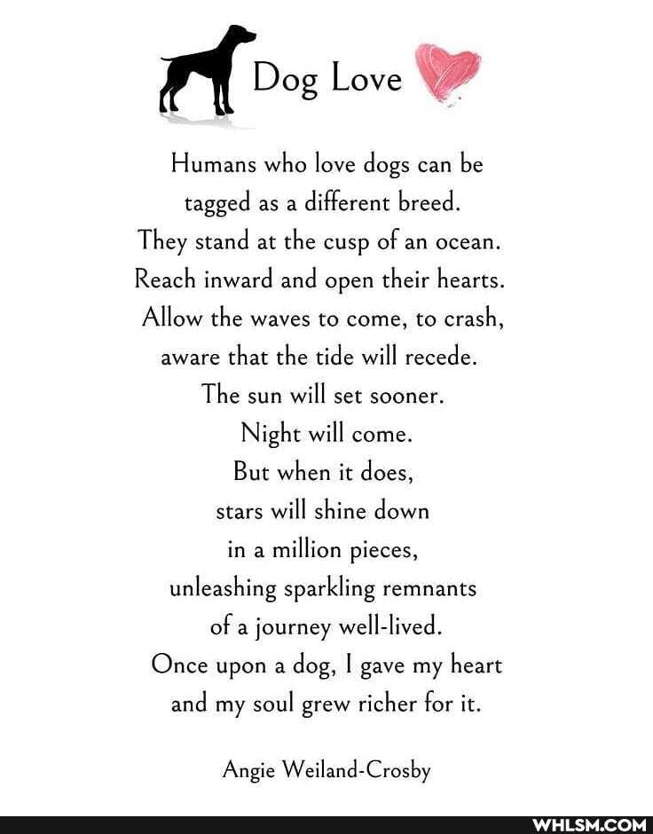 Dog Love
Humans who love dogs can be tagged as a different breed.
They stand at the cusp of an ocean.
Reach inward and open their hearts.
Allow the waves to come, to crash, aware that the tide will recede.
The sun will set sooner.
Night will come.
But when it does, stars will shine down in a million pieces, unleashing sparkling remnants of a journey well-lived.
Once upon a dog, I gave my heart
and my soul grew richer for it.
Angie Weiland-Crosby