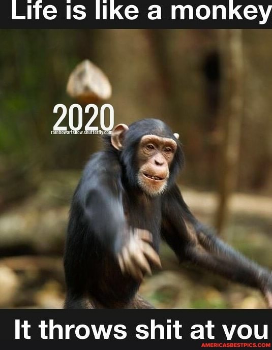 Life Is like a monkey
It throws shit at vou