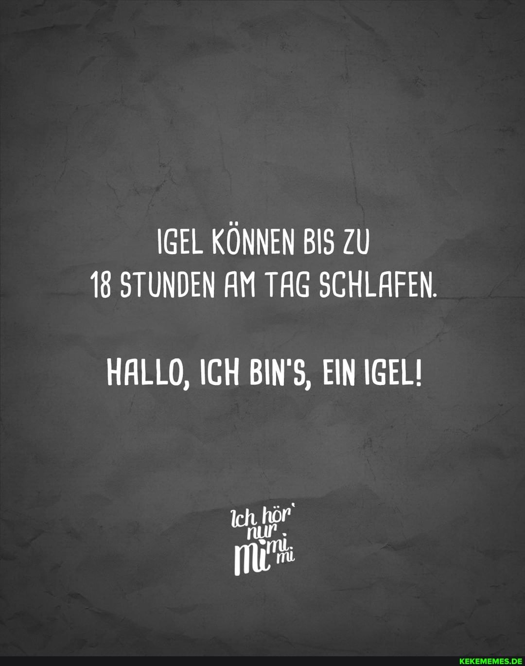 IGEL KÖNNEN BIS ZU
18 STUNDEN AM TAG SCHLAFEN.
HALLO, ICH BIN'S, EIN IGEL!
