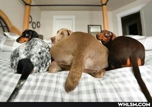 dogs, aww, the_more_you_know, cute_animal