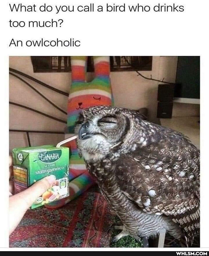 What do you call a bird who drinks too much?
An owlcoholic
