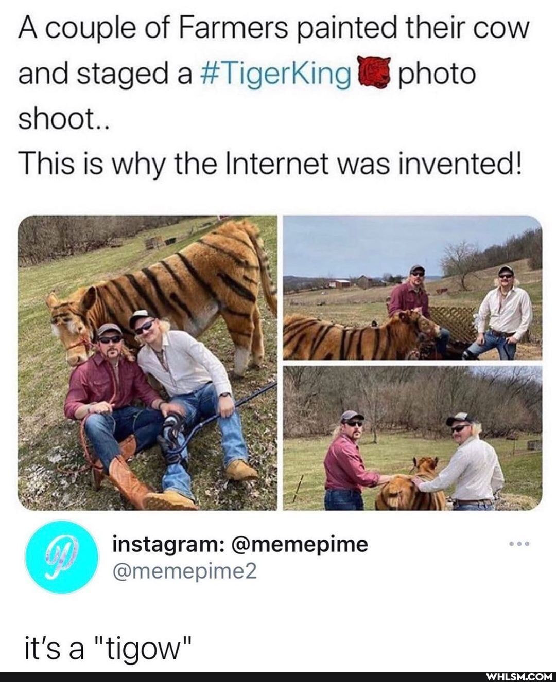 couple of Farmers painted their cow and staged a #TigerKingI_I photo shoot..
This is why the Internet was invented!
@memepine
it's "tiqow"