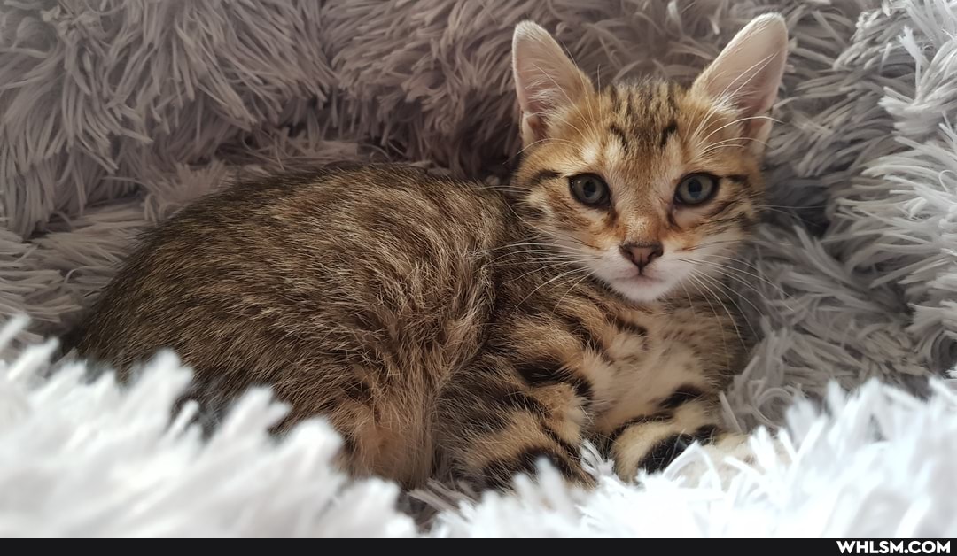 cute_animal, baby_animals