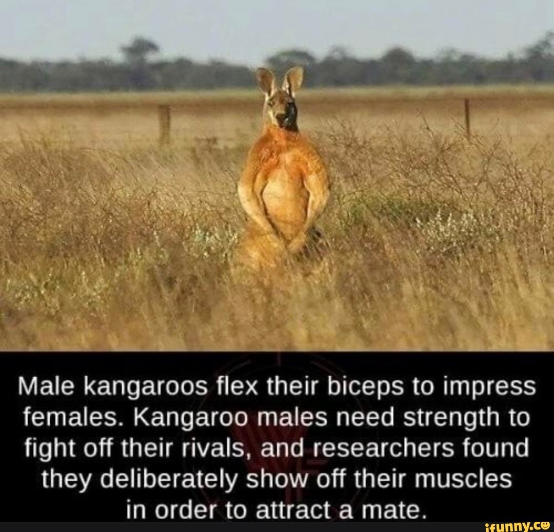 Male kangaroos flex their biceps to impress females. Kangaroo males ...