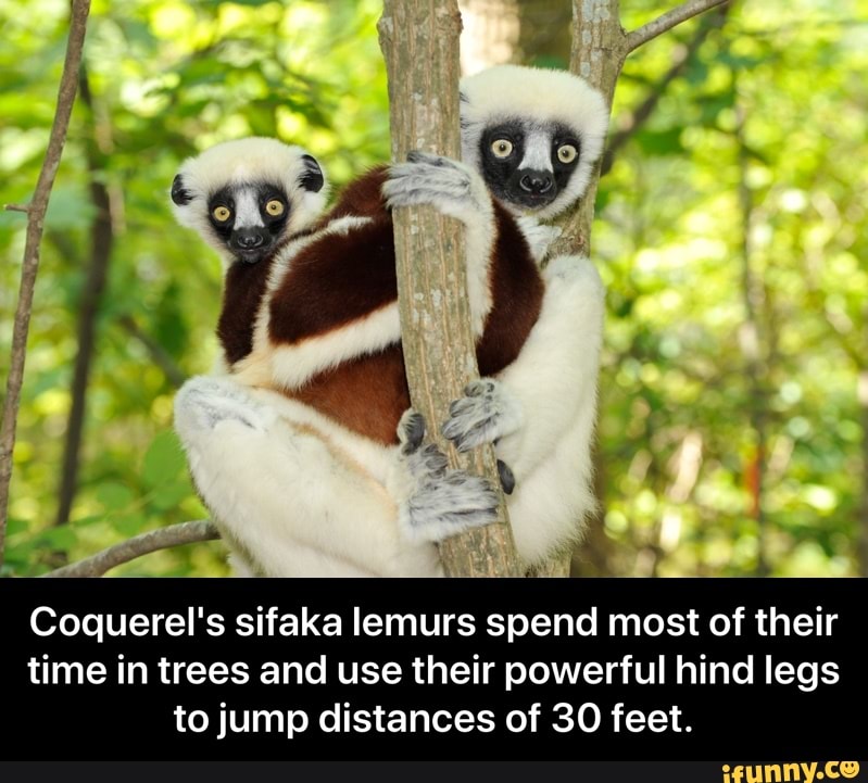 Coquerel's sifaka lemurs spend most of their
time in trees and use their powerful hind legs
to jump distances of 30 feet. - Coquerel's sifaka lemurs spend most of their time in trees and use their powerful hind legs to jump distances of 30 feet.