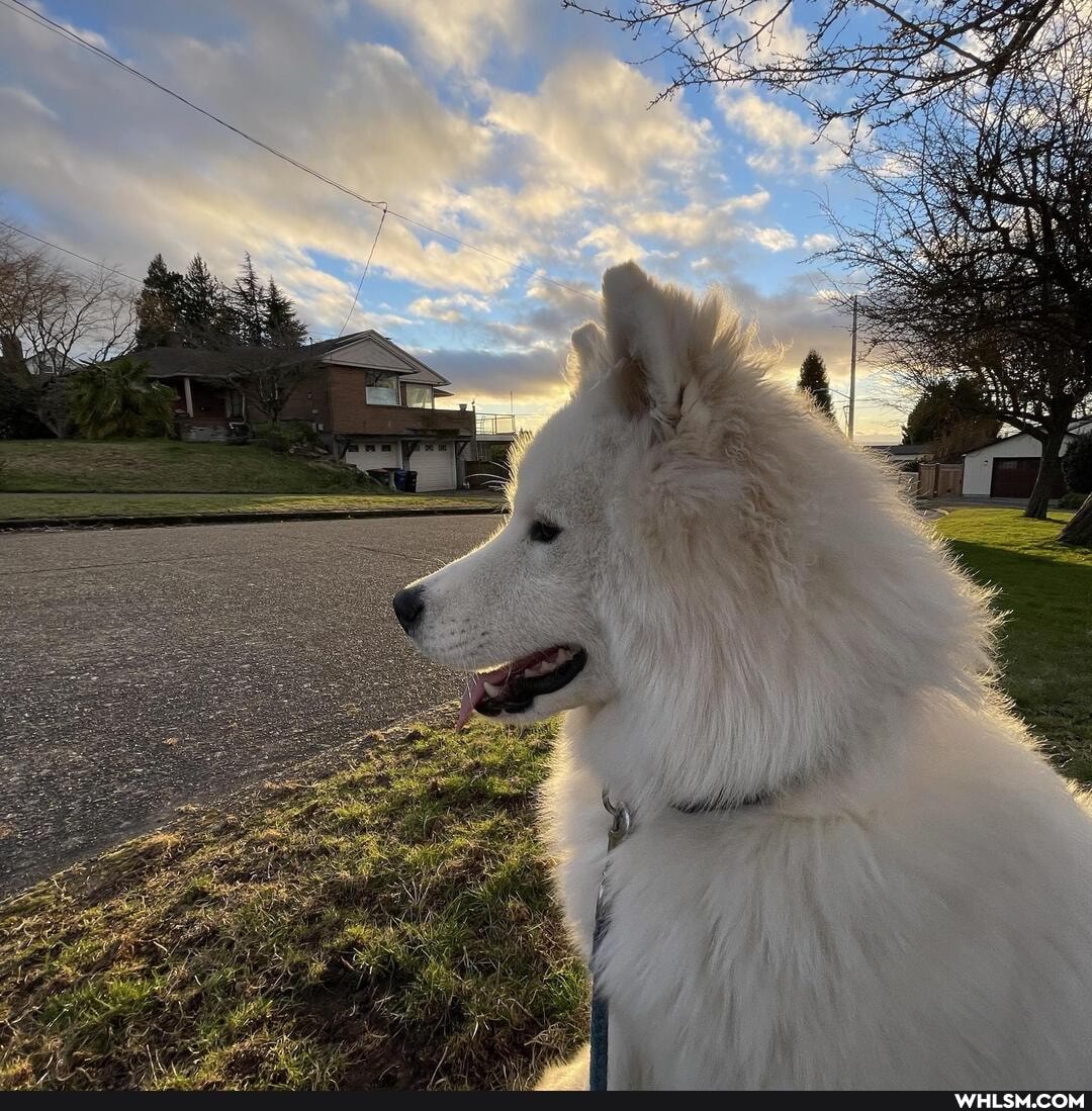 fluffy, aww, samoyed, baby_animals, puppy