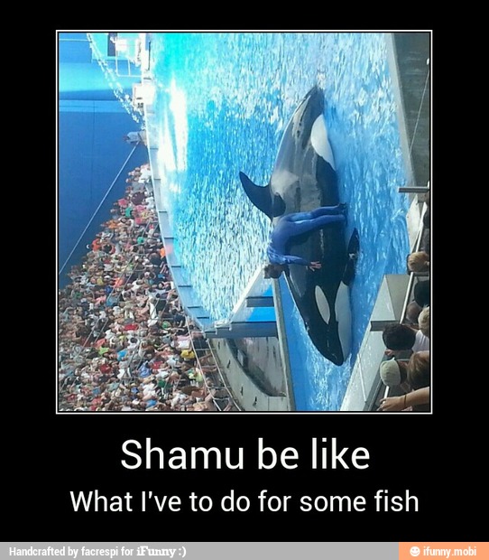 Shamu be like
What I've to do for some fish - Shamu be like
What I've to do for some fish