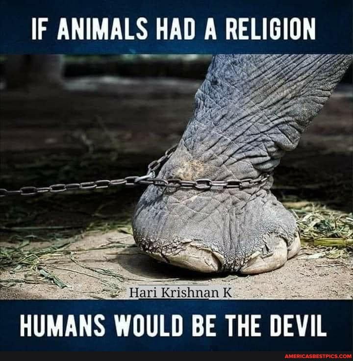 100% - IF ANIMALS HAD A RELIGION HUMANS WOULD BE THE DEVIL - America's best  pics and videos