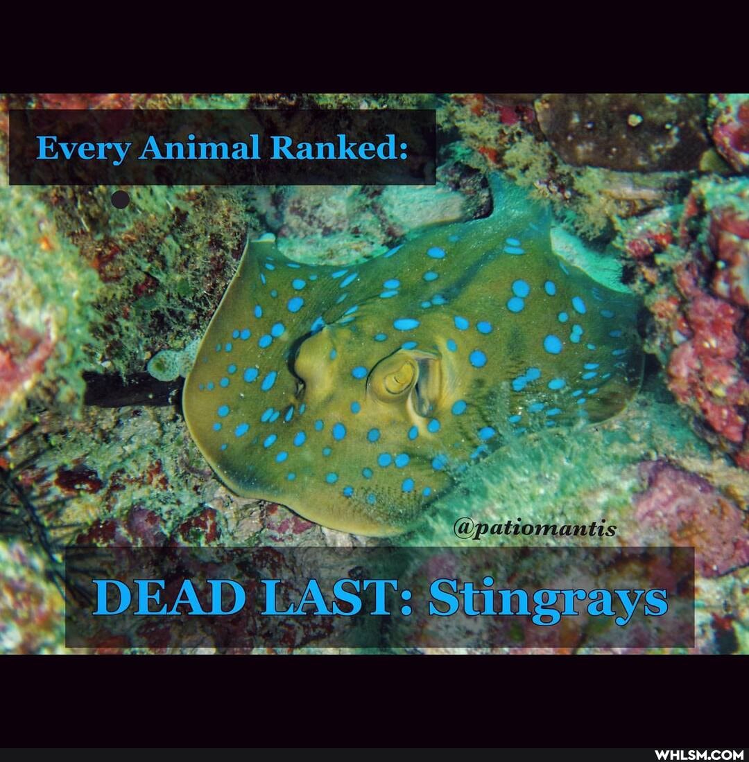 Every Animal Ranked:
patiomantis