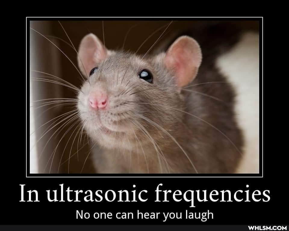 In ultrasonic frequencies
No one can hear vou laugh