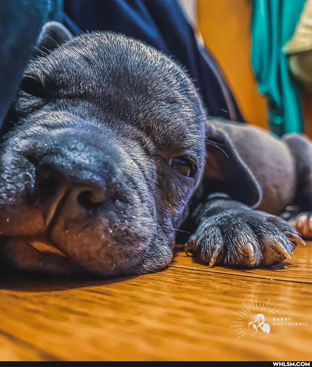 puppylove, baby_animals, pitbullpuppy, puppyphotography, pitbulllove