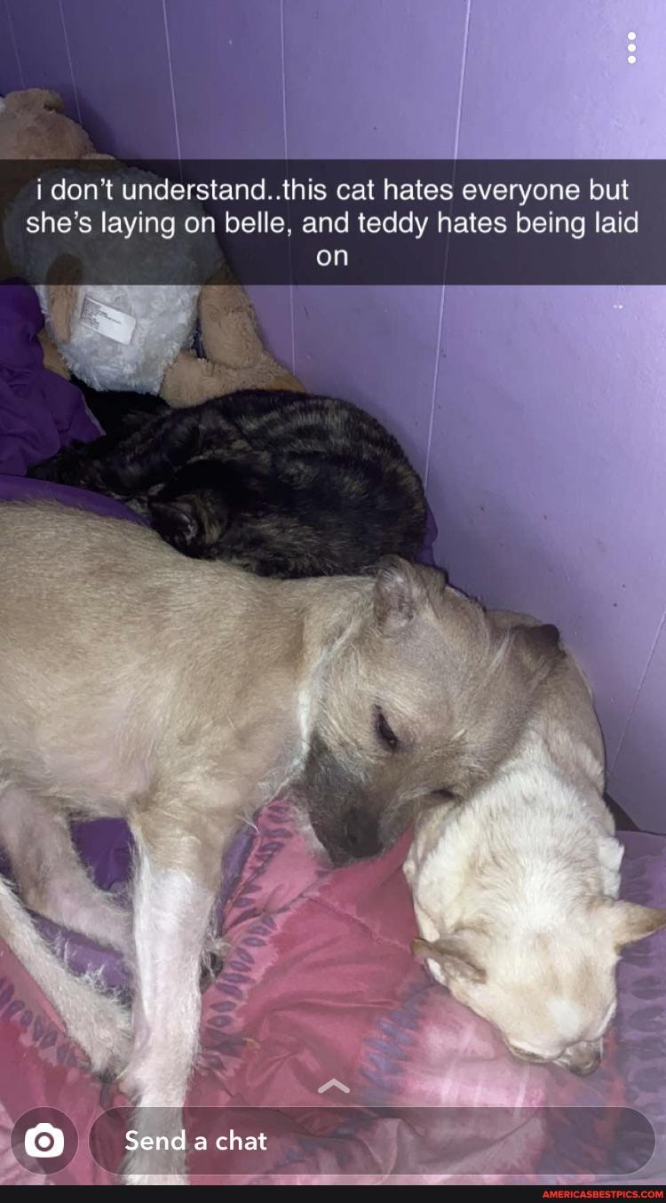 i don't understand. this cat hates everyone but she's laying on belle, and teddy hates being laid
on
4
Send a chat