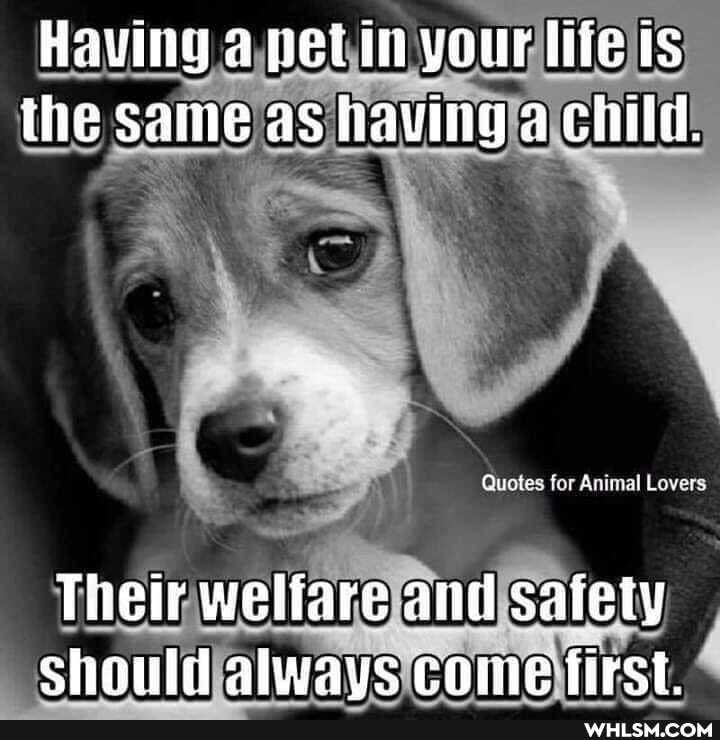 Having a pet in your ts the same as having a child.
Aniiel Lovers
Their welfare and saiety
Shauld always come tirst.