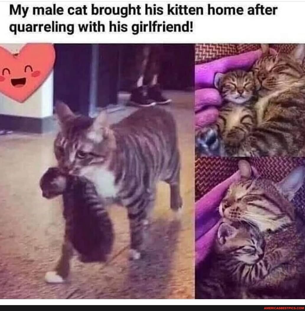 My male cat brought his kitten home after quarreling with his girlfriend!