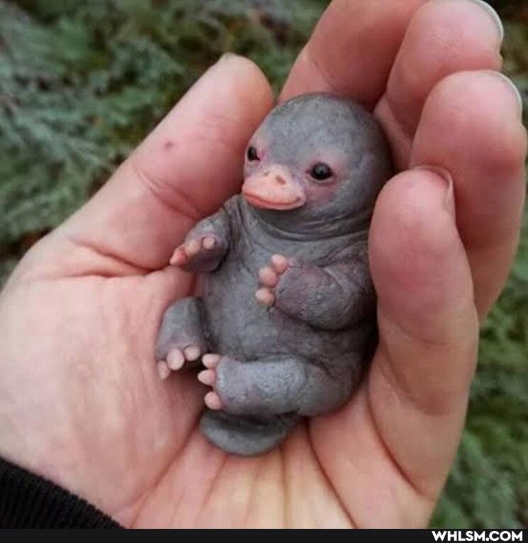 funny, nature, aww, dump